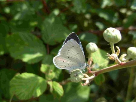 Azuré des nerpruns femelle verso